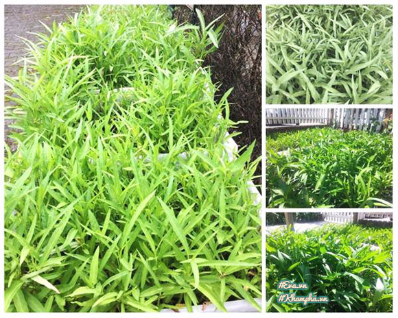 Vườn rau Việt thân thương giữa phồn hoa nước Đức của cặp vợ chồng xa quê - 6
