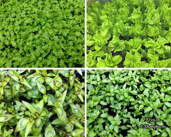 Khu vườn rau thơm chuẩn Việt rộng đến 400m² tại Đức khiến bao người ngỡ ngàng - 13