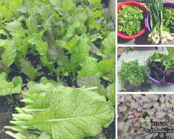 Khu vườn rau thơm chuẩn Việt rộng đến 400m² tại Đức khiến bao người ngỡ ngàng - 11