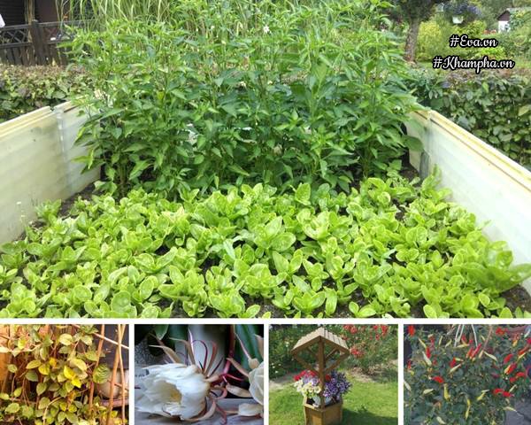 Khu vườn rau thơm chuẩn Việt rộng đến 400m² tại Đức khiến bao người ngỡ ngàng - 12