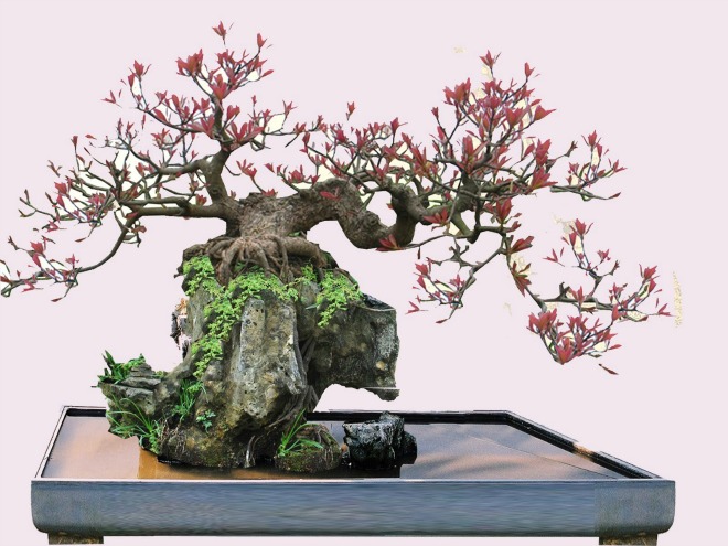 Trồng cây lộc vừng để tiền vào như... nước sông Đà, vừa để ngắm vừa được ăn - 4