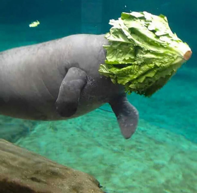 Những bức ảnh hài hước khiến người ta cười đau ruột vì “không biết đâu là sự thật” - 15