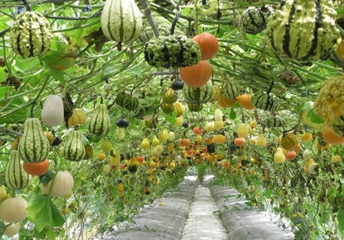 Vào chốn thần tiên có giàn bầu, bí thế này, bạn chỉ muốn ở lại luôn khỏi về - 1