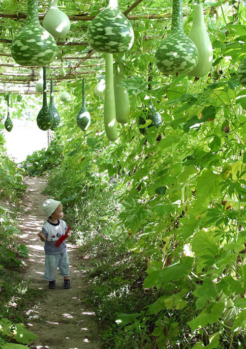 Vào chốn thần tiên có giàn bầu, bí thế này, bạn chỉ muốn ở lại luôn khỏi về - 10