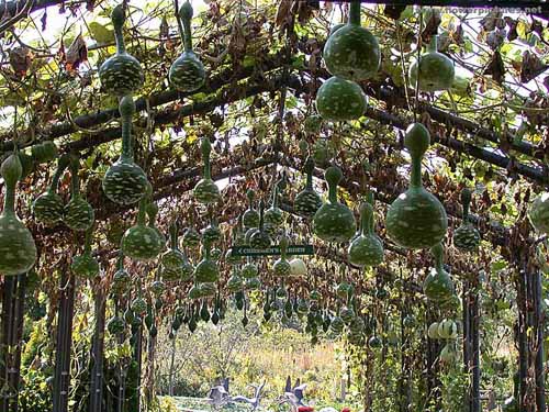 Vào chốn thần tiên có giàn bầu, bí thế này, bạn chỉ muốn ở lại luôn khỏi về - 11