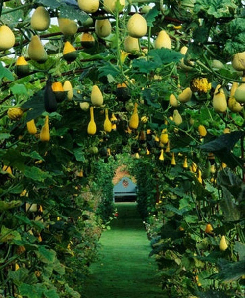 Vào chốn thần tiên có giàn bầu, bí thế này, bạn chỉ muốn ở lại luôn khỏi về - 5