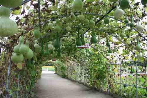 Vào chốn thần tiên có giàn bầu, bí thế này, bạn chỉ muốn ở lại luôn khỏi về - 6