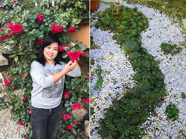 Mẹ Việt trồng sen đá hình bản đồ Việt Nam, sao vàng 5 cánh đẹp nao lòng ở trời Tây