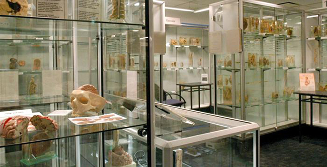 Bệnh dịch

Được xây dựng tại Úc, bảo tàng này chuyên trưng bày những mẫu vật liên quan đến bệnh dịch của con người. 
