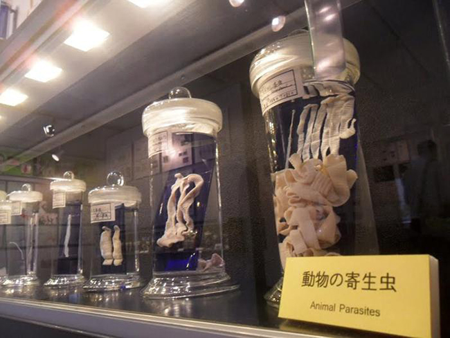 Kí sinh trùng

Ở Tokyo, có một viện bảo tàng trưng bày hơn 300 loại kí sinh trùng khác nhau. Ngoài những loại giun sán được ngâm trong dung dịch bảo quản, nơi đây còn triển lãm nhiều hình ảnh cho thấy hậu quả của những con sinh vật này gây ra cho vật chủ. 
