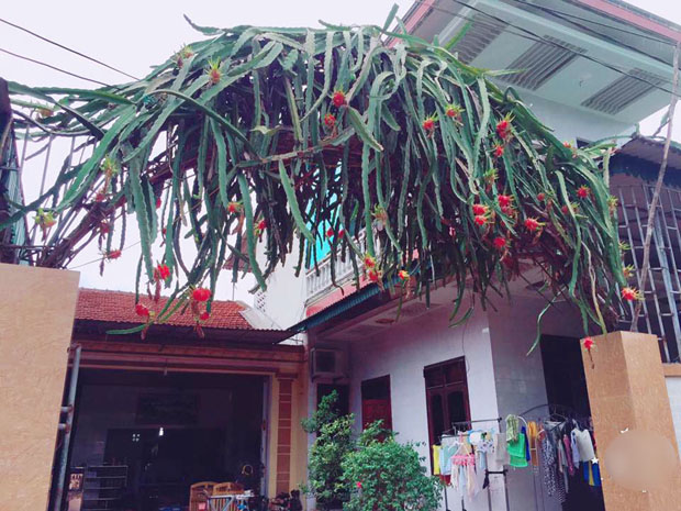 Bạn trẻ thi nhau khoe ảnh cổng hoa rực rỡ trước nhà, ai cũng muốn nhà mình được thế - 2