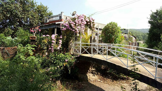 Bạn trẻ thi nhau khoe ảnh cổng hoa rực rỡ trước nhà, ai cũng muốn nhà mình được thế - 6