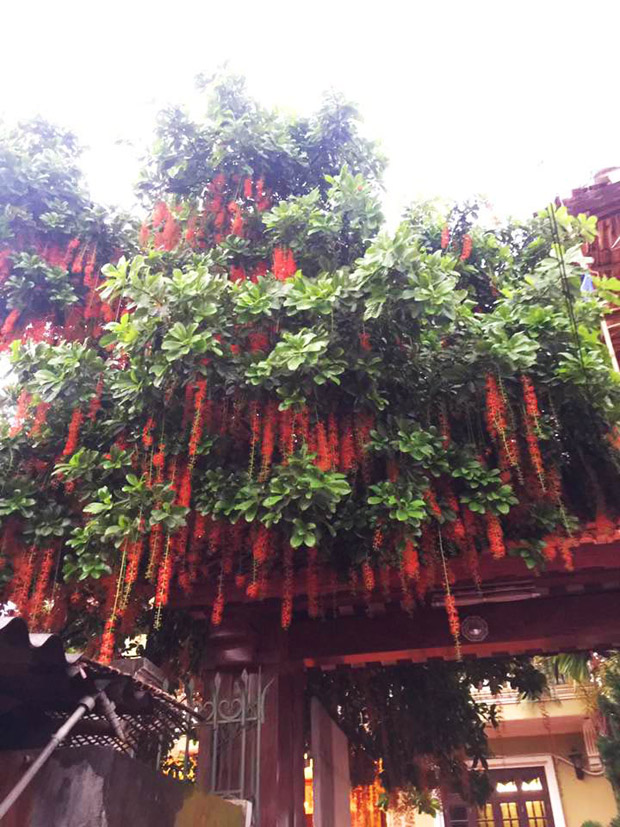 Bạn trẻ thi nhau khoe ảnh cổng hoa rực rỡ trước nhà, ai cũng muốn nhà mình được thế - 9