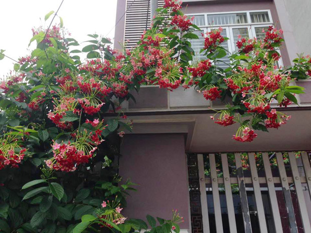 Bạn trẻ thi nhau khoe ảnh cổng hoa rực rỡ trước nhà, ai cũng muốn nhà mình được thế - 10