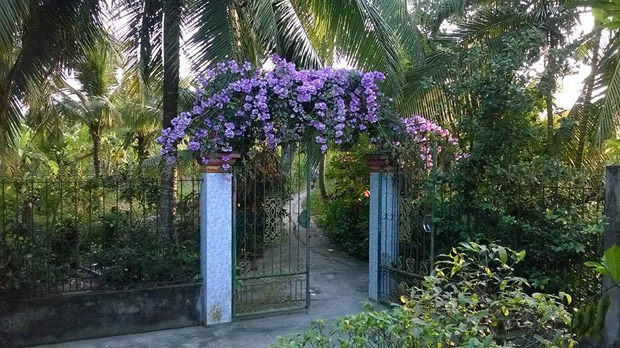 Bạn trẻ thi nhau khoe ảnh cổng hoa rực rỡ trước nhà, ai cũng muốn nhà mình được thế - 11