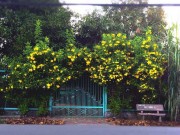 Nhà đẹp - Bạn trẻ thi nhau khoe ảnh cổng hoa rực rỡ trước nhà, ai cũng muốn nhà mình được thế