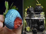 Nhà đẹp - Lạ lùng những giống dâu tây "sặc sỡ" nhất thế giới, mải ngắm... quên cả ăn