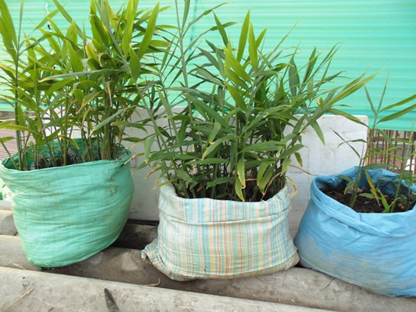 Chị em rủ nhau dùng tăm đâm vào nhánh gừng, vài tháng sau có gừng ăn amp;#34;tẹt gaamp;#34; không hết - 8