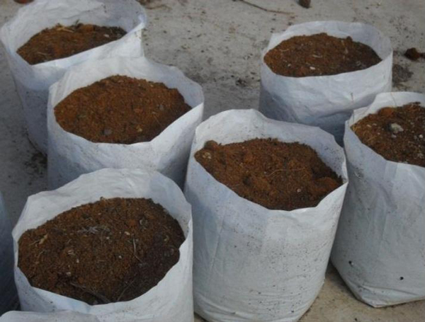 Chị em rủ nhau dùng tăm đâm vào nhánh gừng, vài tháng sau có gừng ăn amp;#34;tẹt gaamp;#34; không hết - 7