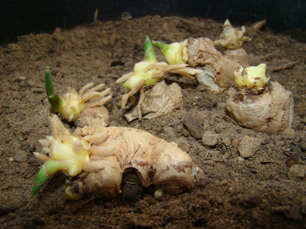 Chị em rủ nhau dùng tăm đâm vào nhánh gừng, vài tháng sau có gừng ăn amp;#34;tẹt gaamp;#34; không hết - 6