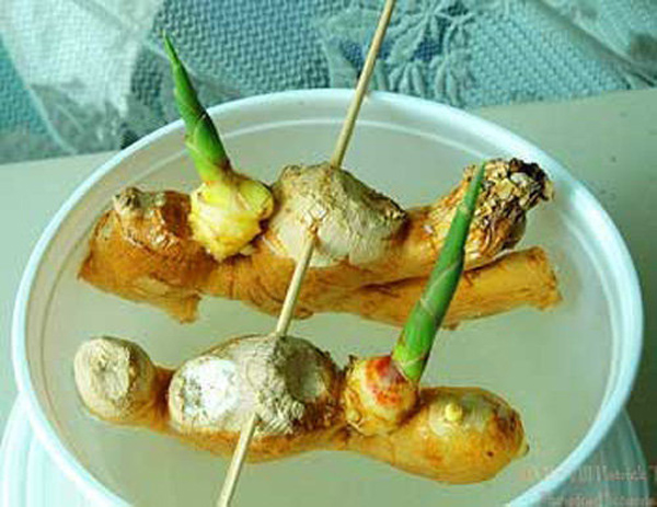 Chị em rủ nhau dùng tăm đâm vào nhánh gừng, vài tháng sau có gừng ăn amp;#34;tẹt gaamp;#34; không hết - 2