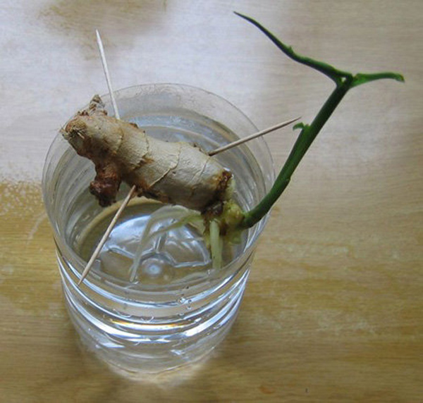 Chị em rủ nhau dùng tăm đâm vào nhánh gừng, vài tháng sau có gừng ăn amp;#34;tẹt gaamp;#34; không hết - 3