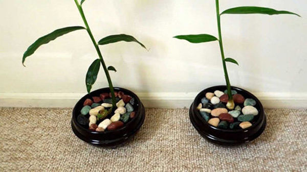 Chị em rủ nhau dùng tăm đâm vào nhánh gừng, vài tháng sau có gừng ăn amp;#34;tẹt gaamp;#34; không hết - 4