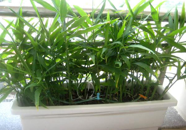 Chị em rủ nhau dùng tăm đâm vào nhánh gừng, vài tháng sau có gừng ăn amp;#34;tẹt gaamp;#34; không hết - 9