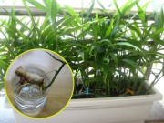 Nhà đẹp - Chị em rủ nhau dùng tăm đâm vào nhánh gừng, vài tháng sau có gừng ăn "tẹt ga" không hết