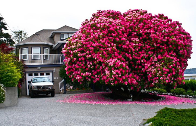 Cây đỗ quyên 125 tuổi ở Canada

Được trồng trước một ngôi nhà ở thị trấn Ladysmith, Vancouver (Canada), cây đỗ quyên này đã khiến bao nhiêu người đi qua phải ngẩn ngơ vì vẻ đẹp lộng lẫy và sắc hồng rực rỡ của nó.

Cây đỗ quyên này cao tới 7,6m, tán rộng khoảng 9m với những chùm hoa rực rỡ đã sống qua hơn một thế kỷ (125 năm). Nó được xem là một trong những cây đại thụ đẹp nhất trên thế giới, xứng danh là “hoa hậu cổ thụ”.
