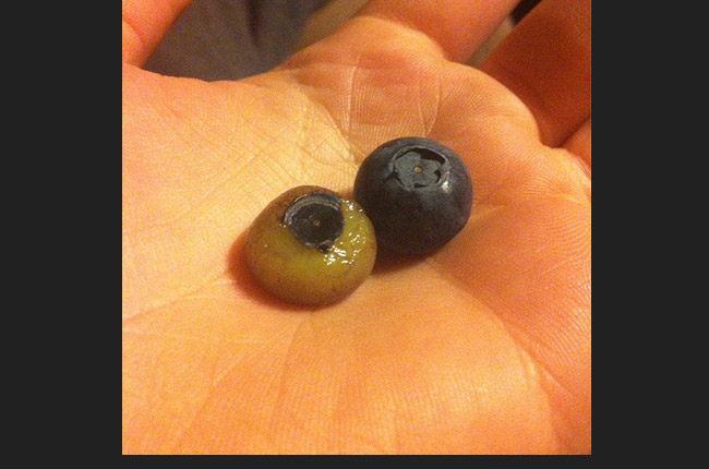 Nếu bạn muốn biết quả blueberry nhìn sẽ thế nào nếu không có vỏ.
