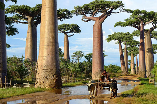 Cây bao báp ở Madagascar

Cây bao báp còn được gọi là “cây lộn ngược” với những cành cây trơ trụi tựa như bộ rễ vươn lên bầu trời. Hình dáng của cây không ngừng thay đổi quanh năm. Mỗi cây bao báp thường cao khoảng 30 m với chu vi thân cây khoảng 25m.

Đây là một loài cây độc đáo, thân cây rất to lớn. Đôi khi, tán của nó lớn hơn cả chiều cao của thân.
