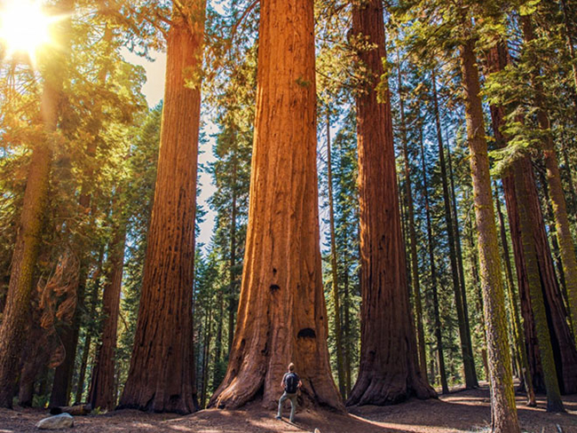 Cây củ tùng (General Sherman) ở California, Mỹ

General Sherman là cây củ tùng khổng lồ nằm ở khu rừng thuộc công viên quốc gia Sequoia, bang California, Mỹ. Theo khối lượng, nó là thân cây duy nhất đang còn sống lớn nhất trên thế giới.
