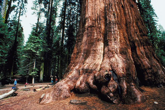 Cây củ tùng già nhất được biết đến là cây có 3.500 năm tuổi. Đây là cây có thể tích lớn nhất thế giới với hơn 1.500 m3 gỗ. Cành lớn nhất của cây bị gãy năm 2006, phá vỡ một phần hàng rào bao bọc và làm lõm vỉa hè đi bộ xung quanh.
