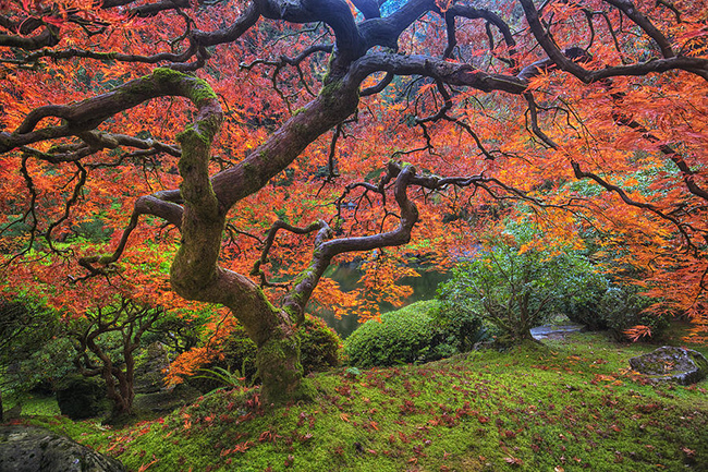 Cây thích lá đỏ của Nhật Bản

Cây thích lá đỏ này được trồng ở công viên Washington, thành phố Portland, bang Oregon, Mỹ. Màu lá đỏ của loài cây này như một điểm nhấn thu hút du khách đến công viên.
