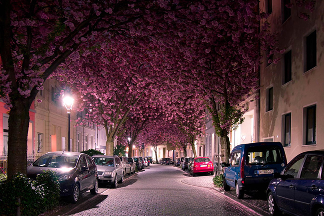 Cây anh đào ở Bonn, Đức

Mỗi năm cứ đến tháng Tư, một con đường tại thành phố Bonn, Đức biến thành một đường hầm hoa anh đào đẹp mê hoặc. Khi đi bộ dưới đường cây này, bạn sẽ có cảm giác khoan khoái và quên đi những ồn ào, xô bồ của cuộc sống phố thị.
