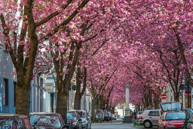 Một con đường nhỏ của nước Đức trở nên nổi tiếng khi các nhiếp ảnh gia bắt đầu đăng những bức ảnh về những cây anh đào bung nở những đóa hoa rất đẹp. Vẻ đẹp và sự nổi tiếng của loài cây này khiến nhiều người đặt tên phố là Phố Anh Đào. 
