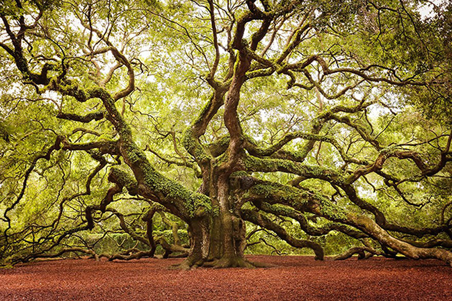 Cây sồi Thiên thần (Angel Oak) gần 1.500 tuổi ở Nam Carolina, Mỹ

Cây gần 1.500 năm tuổi có chiều cao 20m, là điểm đến mà bất cứ du khách nào cũng muốn ghé thăm khi đến công viên Angel Oak, trên đảo Johns Island.

Angel Oak được xem là cây cổ thụ lâu đời nhất của Mỹ. Ảnh: Poesy plus Polemics.
