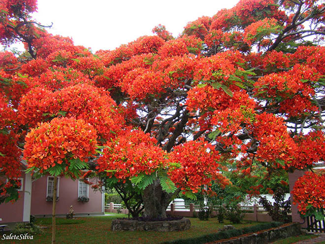 Cây phượng vĩ ở Brazil

Loài cây này sống chủ yếu ở các nước nhiệt đới, nở hoa màu cam hồng pha đỏ vào mùa hè.

Cây phượng đỏ rực rỡ này là loài cây đặc trưng của Madagascar nhưng nó cũng phát triển rất nhiều ở các vùng nhiệt đới trên khắp thế giới. Ảnh: SaleteSilva
