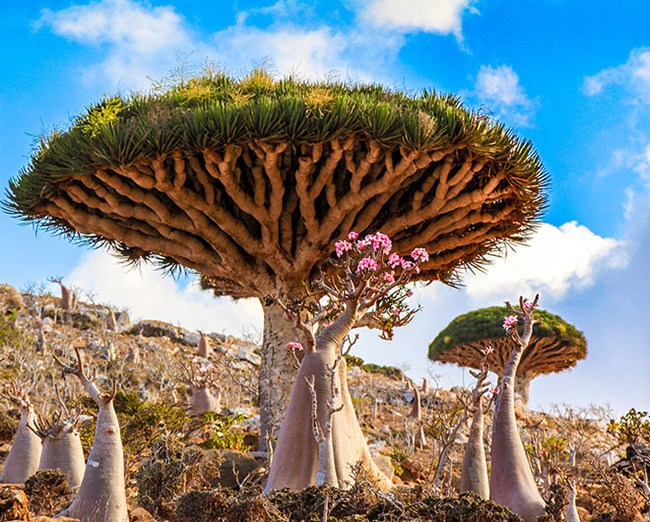 Cây huyết rồng (Dragonblood tree) ở Yemen

Tên “huyết rồng” được đặt theo màu đỏ của nhựa loài cây này. Nhựa cây được sử dụng làm thuốc nhuộm, và là phương pháp chữa bệnh dân gian cho một số bệnh. Đây được xem là một trong những loại thực vật quý hiếm nhất trên hành tinh. Ảnh: AetherealEngineer
