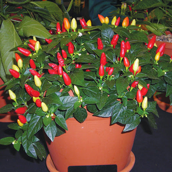 Hoa mắt với cây ớt amp;#34;7 sắc cầu vồngamp;#34; trĩu quả, vừa ăn vừa ngắm - 7