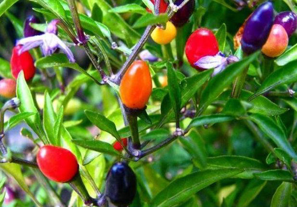 Hoa mắt với cây ớt amp;#34;7 sắc cầu vồngamp;#34; trĩu quả, vừa ăn vừa ngắm - 8