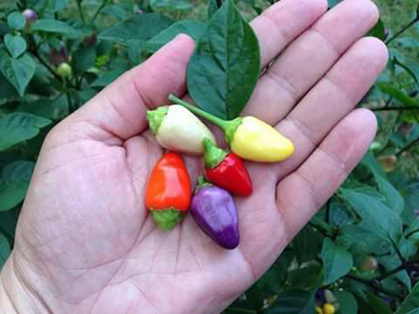 Hoa mắt với cây ớt amp;#34;7 sắc cầu vồngamp;#34; trĩu quả, vừa ăn vừa ngắm - 9