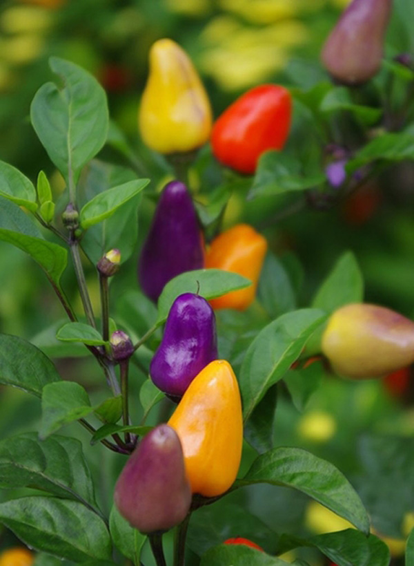 Hoa mắt với cây ớt amp;#34;7 sắc cầu vồngamp;#34; trĩu quả, vừa ăn vừa ngắm - 10