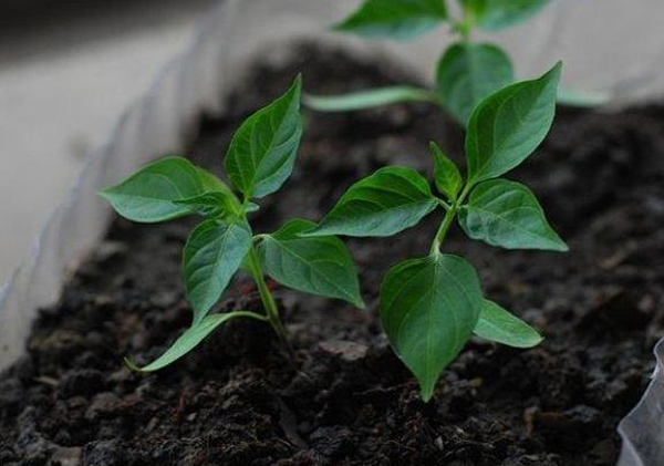 Hoa mắt với cây ớt amp;#34;7 sắc cầu vồngamp;#34; trĩu quả, vừa ăn vừa ngắm - 13