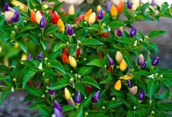 Hoa mắt với cây ớt amp;#34;7 sắc cầu vồngamp;#34; trĩu quả, vừa ăn vừa ngắm - 1