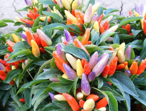 Hoa mắt với cây ớt amp;#34;7 sắc cầu vồngamp;#34; trĩu quả, vừa ăn vừa ngắm - 3