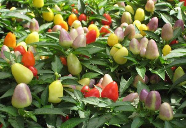Hoa mắt với cây ớt amp;#34;7 sắc cầu vồngamp;#34; trĩu quả, vừa ăn vừa ngắm - 4