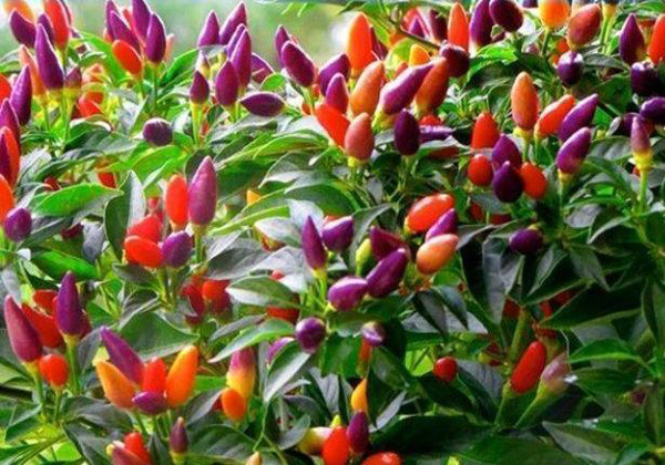 Hoa mắt với cây ớt amp;#34;7 sắc cầu vồngamp;#34; trĩu quả, vừa ăn vừa ngắm - 5