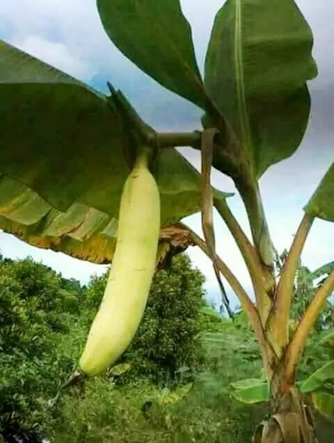 Xuất hiện quả chuối khổng lồ dài gần 1m, dân tình tranh cãi dữ dội: Thật hay đùa? - 1